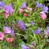 Pulmonaria Saccharata 'Mrs Moon' 2 Pulmonaria Saccharata 'Mrs Moon' -plant store pl0000003515