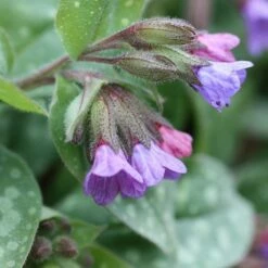 Pulmonaria Saccharata 'Mrs Moon' 7 Pulmonaria Saccharata 'Mrs Moon' -plant store pl0000003515 card3 lg