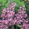 Thalictrum Rochebruneanum 2 Thalictrum Rochebruneanum -plant store pl0000003646