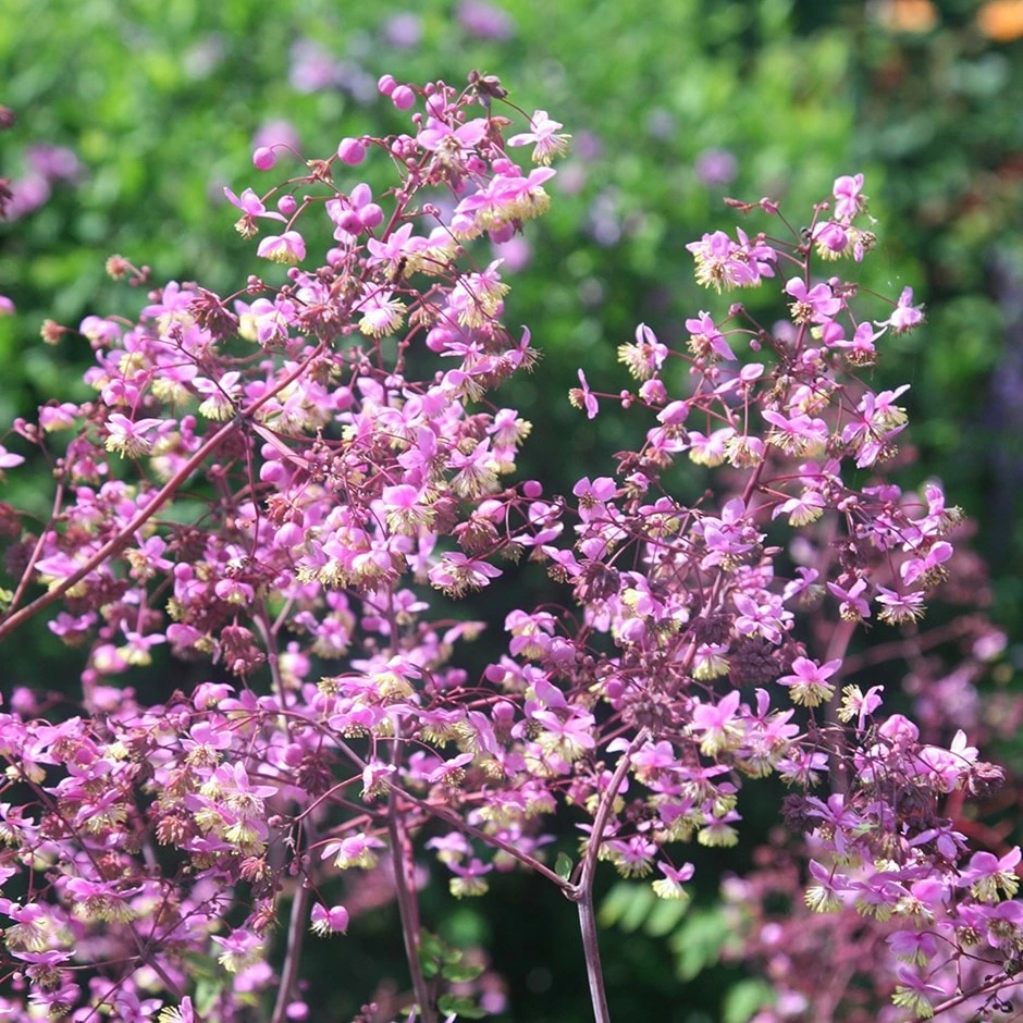 Thalictrum Rochebruneanum 3 Thalictrum Rochebruneanum