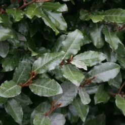 Elaeagnus × Submacrophylla -plant store pl0000003772 card3 lg