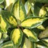 Elaeagnus × Submacrophylla 'Limelight' -plant store pl0000003775