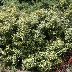 Elaeagnus × Submacrophylla 'Limelight' -plant store pl0000003775 card2 lg