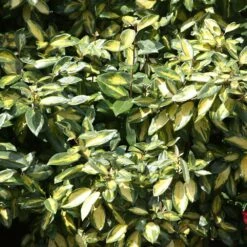 Elaeagnus × Submacrophylla 'Limelight' -plant store pl0000003775 card3 lg