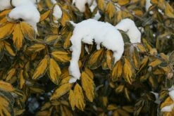 Elaeagnus × Submacrophylla 'Limelight' -plant store pl0000003775 card4 lg