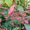 Euonymus Europaeus 'Red Cascade' -plant store pl0000003813