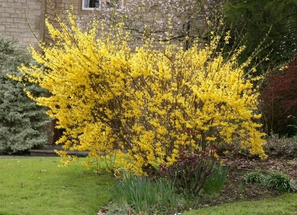 Forsythia × Intermedia 'Lynwood Variety' 4 Forsythia × Intermedia 'Lynwood Variety' - Image 2