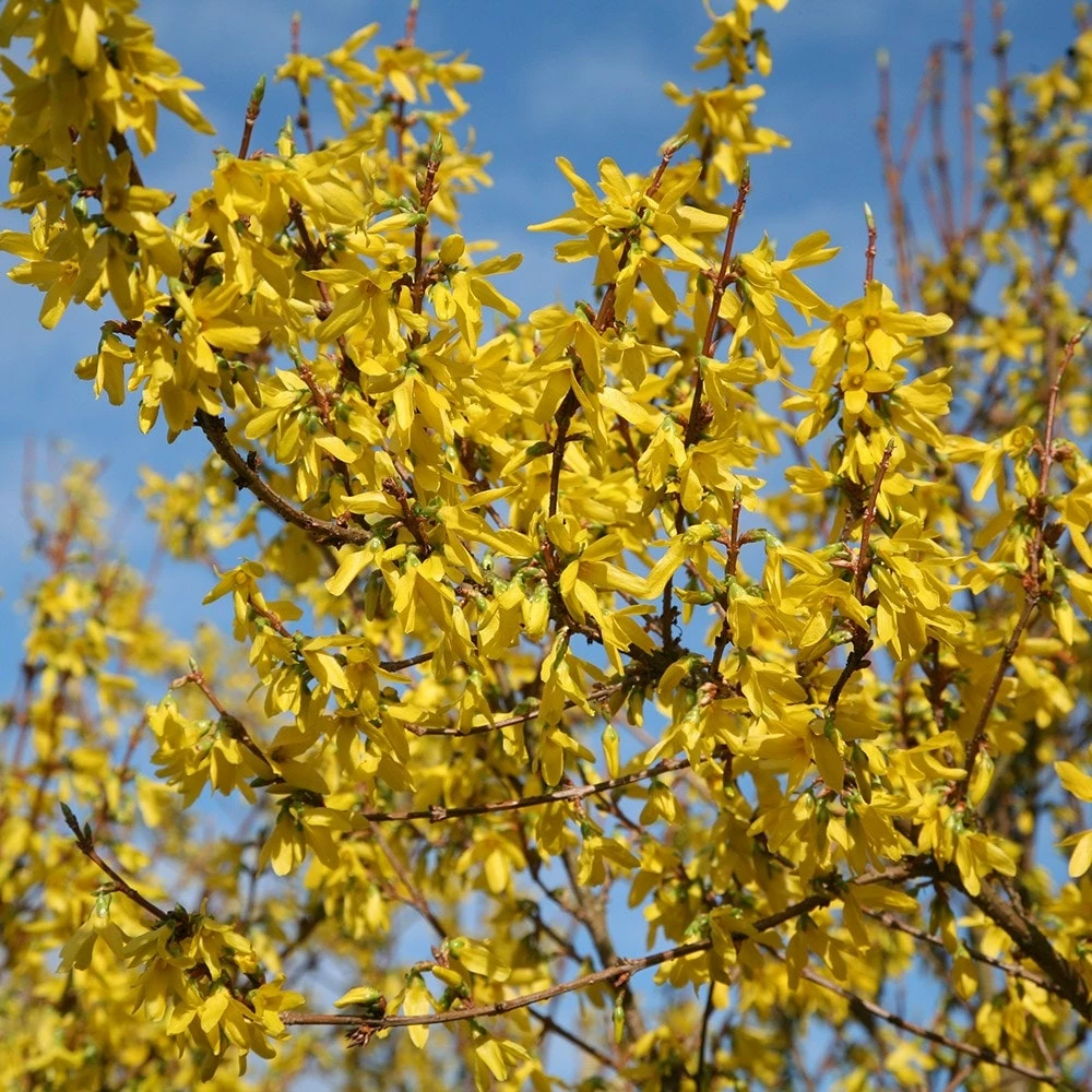 Forsythia × Intermedia 'Lynwood Variety' 5 Forsythia × Intermedia 'Lynwood Variety' - Image 3