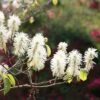 Fothergilla Major -plant store pl0000003855