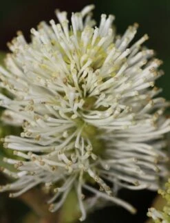 Fothergilla Major -plant store pl0000003855 card3 lg