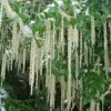 Garrya Elliptica 'James Roof' 2 Garrya Elliptica 'James Roof' -plant store pl0000003880