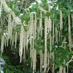 Garrya Elliptica 'James Roof'