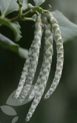 Garrya Elliptica 'James Roof' -plant store pl0000003880 card3 lg