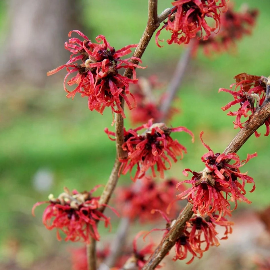 Hamamelis × Intermedia 'Diane' 3 Hamamelis × Intermedia 'Diane'