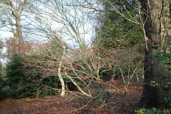 Hamamelis × Intermedia 'Diane' 4 Hamamelis × Intermedia 'Diane' - Image 2