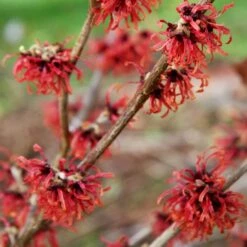 Hamamelis × Intermedia 'Diane' 9 Hamamelis × Intermedia 'Diane' -plant store pl0000003909 card4 lg
