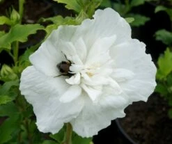 Hibiscus Syriacus White Chiffon ('Notwoodtwo') (PBR) (Chiffon Series) -plant store pl0000003953 card2 lg