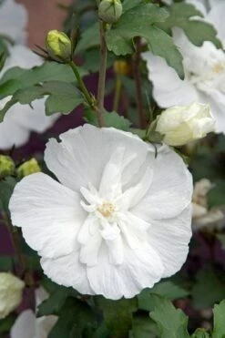 Hibiscus Syriacus White Chiffon ('Notwoodtwo') (PBR) (Chiffon Series) -plant store pl0000003953 card5 lg