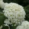 Hydrangea Arborescens 'Annabelle' 2 Hydrangea Arborescens 'Annabelle' -plant store pl0000003968