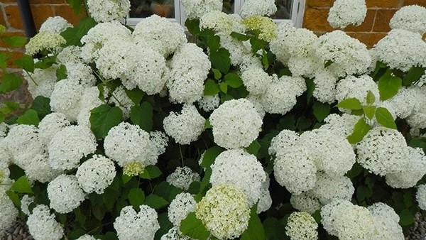 Hydrangea Arborescens 'Annabelle' 12 Hydrangea Arborescens 'Annabelle' - Image 10
