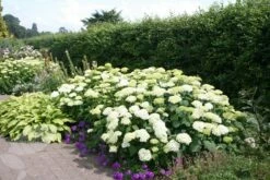 Hydrangea Arborescens 'Annabelle' 13 Hydrangea Arborescens 'Annabelle' -plant store pl0000003968 card2 lg