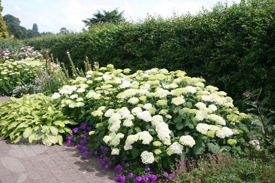 Hydrangea Arborescens 'Annabelle' 4 Hydrangea Arborescens 'Annabelle' - Image 2