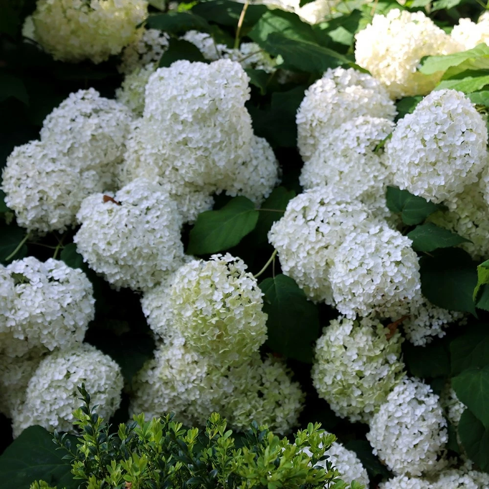 Hydrangea Arborescens 'Annabelle' 6 Hydrangea Arborescens 'Annabelle' - Image 4