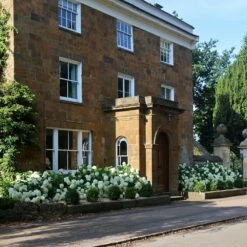 Hydrangea Arborescens 'Annabelle' 16 Hydrangea Arborescens 'Annabelle' -plant store pl0000003968 card5 lg
