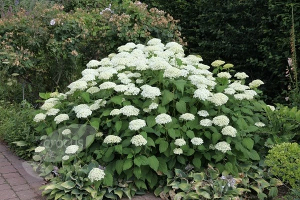 Hydrangea Arborescens 'Annabelle' 8 Hydrangea Arborescens 'Annabelle' - Image 6