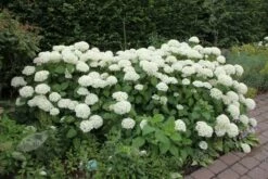 Hydrangea Arborescens 'Annabelle' 18 Hydrangea Arborescens 'Annabelle' -plant store pl0000003968 card7 lg