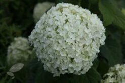 Hydrangea Arborescens 'Annabelle' 19 Hydrangea Arborescens 'Annabelle' -plant store pl0000003968 card8 lg