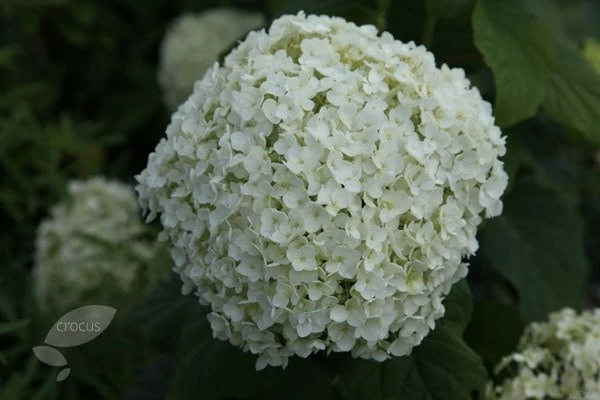 Hydrangea Arborescens 'Annabelle' 10 Hydrangea Arborescens 'Annabelle' - Image 8