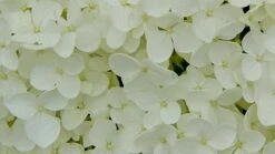 Hydrangea Arborescens 'Annabelle' 20 Hydrangea Arborescens 'Annabelle' -plant store pl0000003968 card9 lg