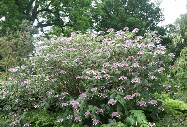 Hydrangea Aspera 'Villosa Group' 4 Hydrangea Aspera 'Villosa Group' - Image 2