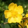 Hypericum × Hidcoteense 'Hidcote' -plant store pl0000004004