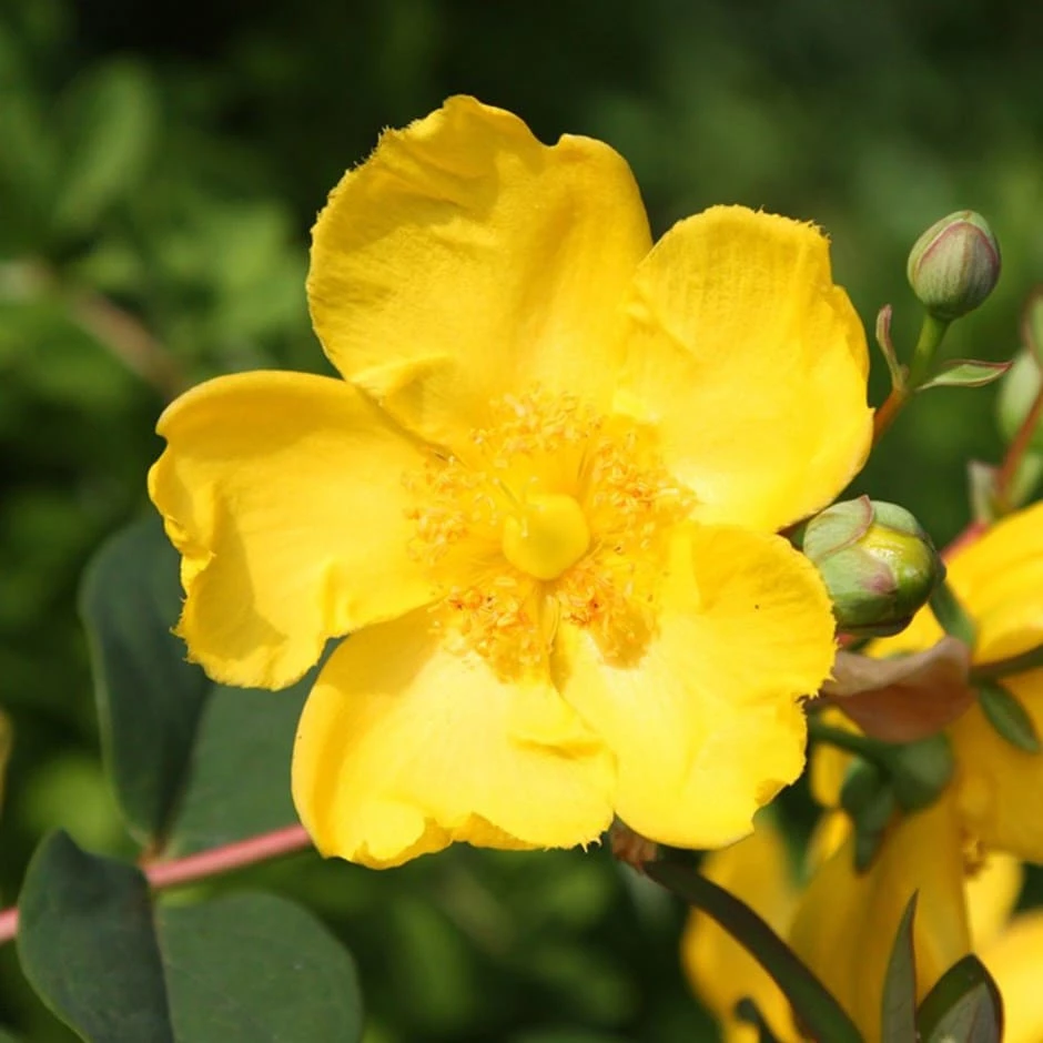 Hypericum × Hidcoteense 'Hidcote' 3 Hypericum × Hidcoteense 'Hidcote'