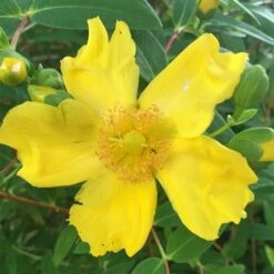 Hypericum × Hidcoteense 'Hidcote' 7 Hypericum × Hidcoteense 'Hidcote' -plant store pl0000004004 card3 lg