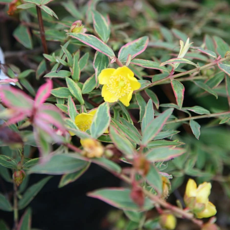 Hypericum × Moserianum 'Tricolor' 3 Hypericum × Moserianum 'Tricolor'