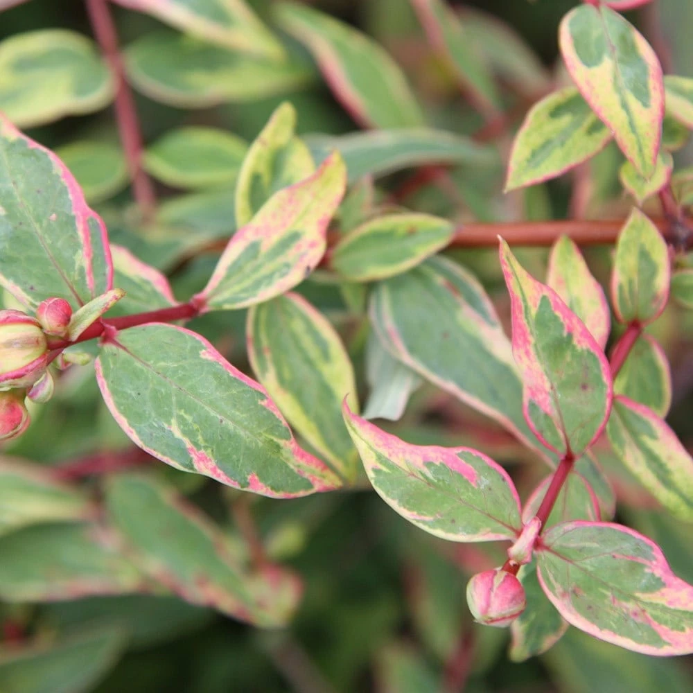 Hypericum × Moserianum 'Tricolor' 4 Hypericum × Moserianum 'Tricolor' - Image 2