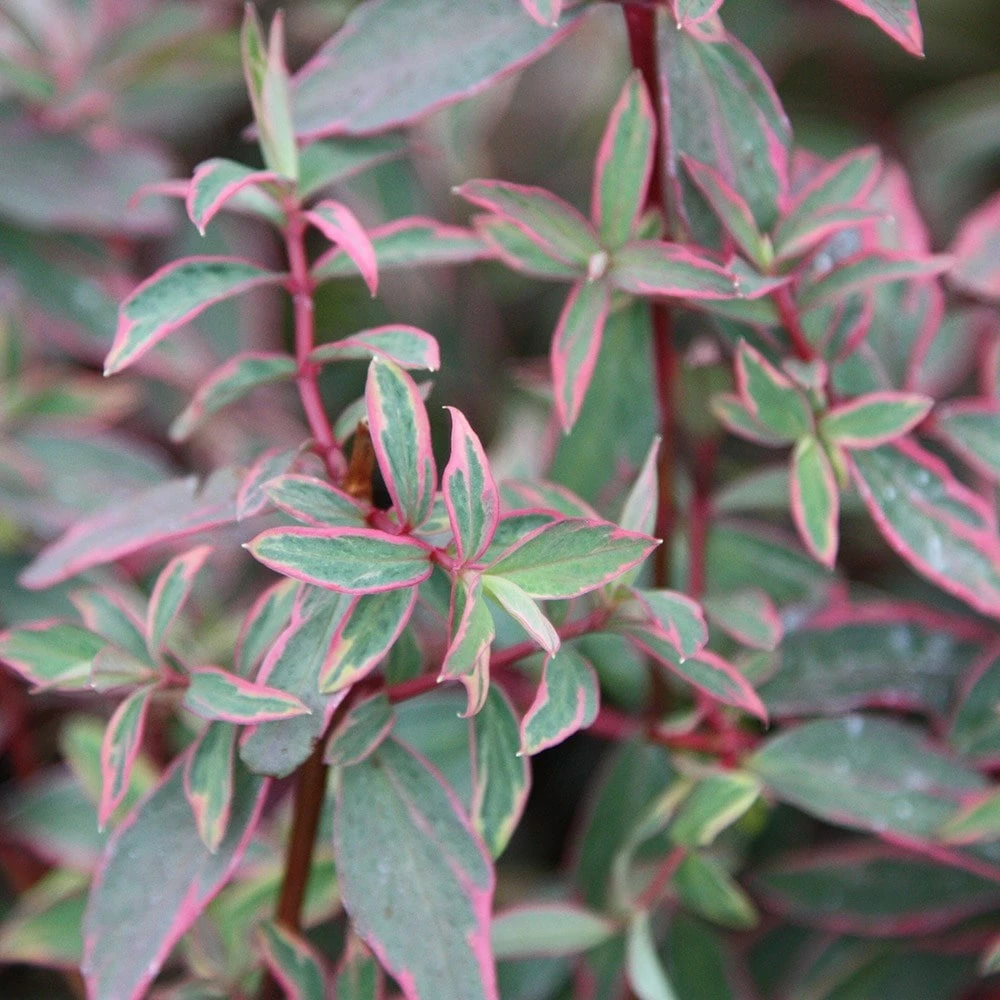 Hypericum × Moserianum 'Tricolor' 5 Hypericum × Moserianum 'Tricolor' - Image 3