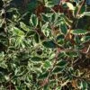 Ilex Aquifolium 'Handsworth New Silver' -plant store pl0000004015