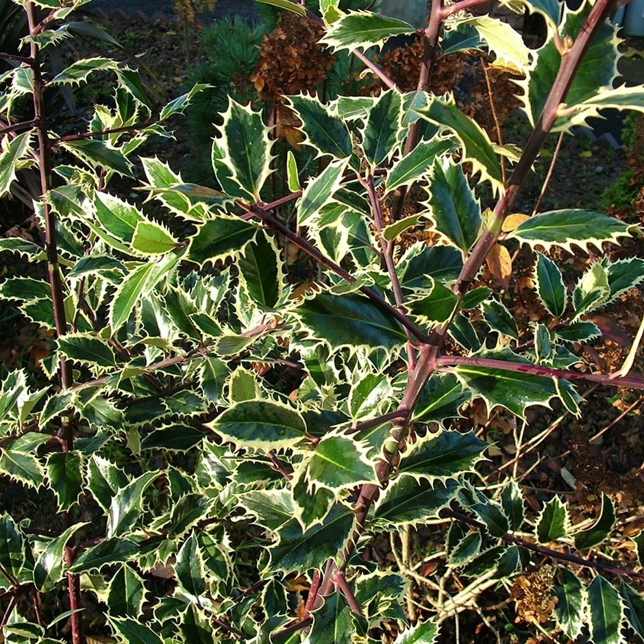 Ilex Aquifolium 'Handsworth New Silver' 3 Ilex Aquifolium 'Handsworth New Silver'
