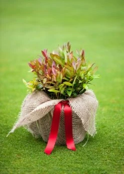 Leucothoe Scarletta ('Zeblid') -plant store pl0000004081 card4 lg