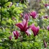Magnolia Liliiflora 'Nigra' -plant store pl0000004135