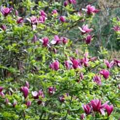 Magnolia Liliiflora 'Nigra' -plant store pl0000004135 card2 lg