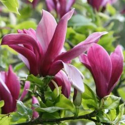 Magnolia Liliiflora 'Nigra' -plant store pl0000004135 card4 lg