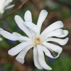 Magnolia Stellata -plant store pl0000004139 card5 lg