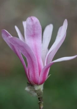 Magnolia × Loebneri 'Leonard Messel' -plant store pl0000004144 card3 lg