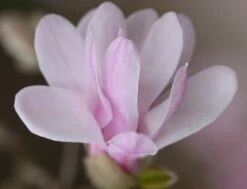 Magnolia × Loebneri 'Leonard Messel' -plant store pl0000004144 card4 lg