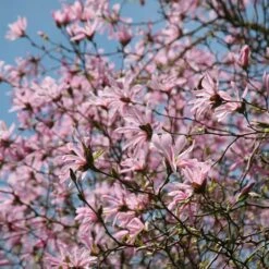 Magnolia × Loebneri 'Leonard Messel' -plant store pl0000004144 card5 lg